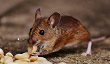 Find Exterminators in Niagara County